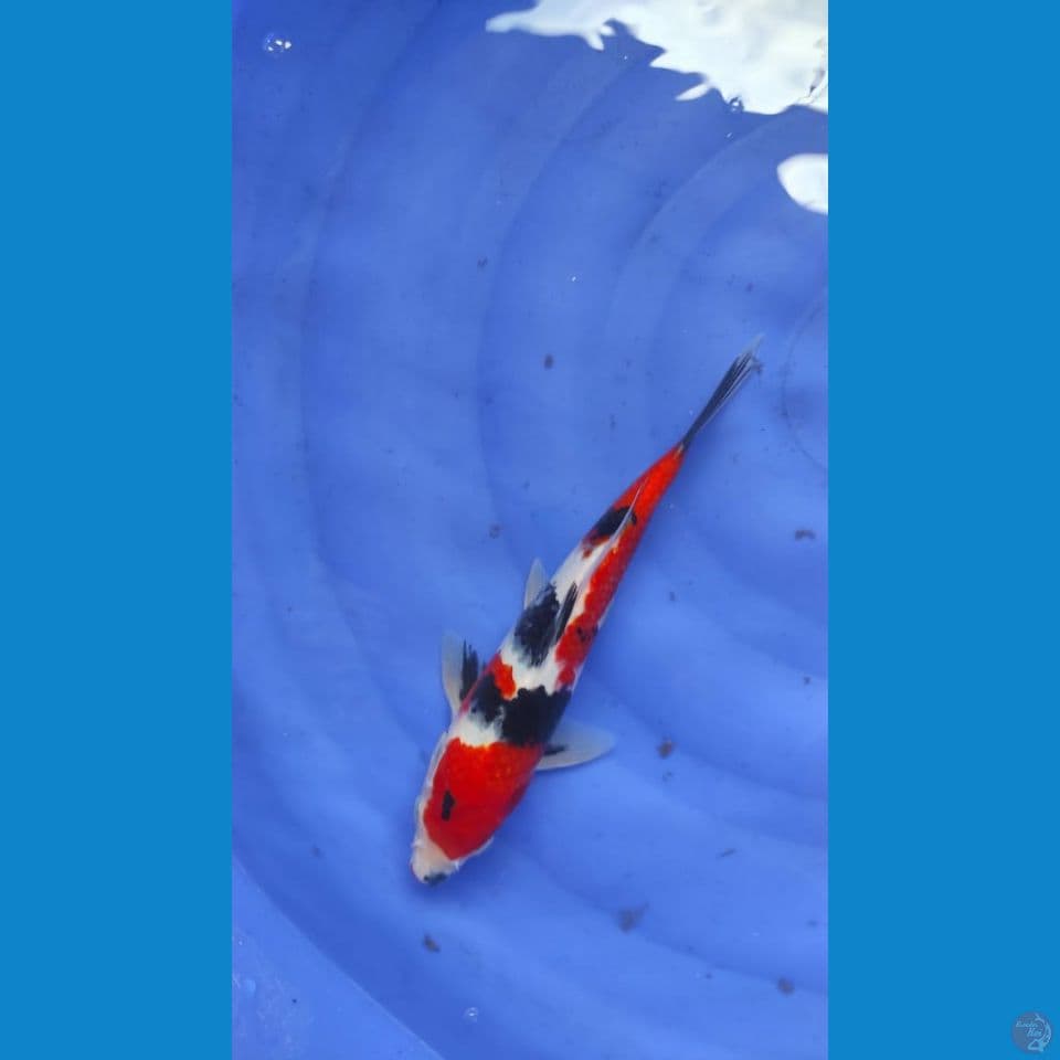 showa 27cm