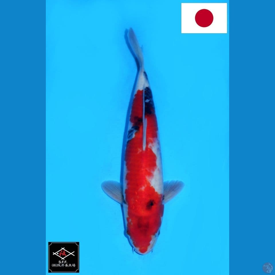 SAKAI SHOWA SANSHOKU HQ 33CM