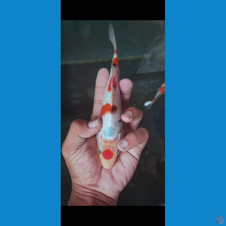 maroten sanke 20 cm