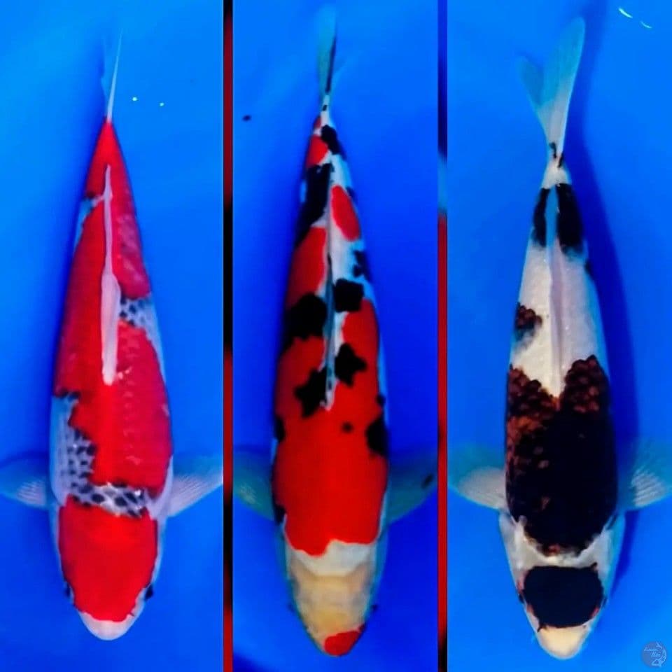 3 EKOR SUPERB 30-35CM ALL MALE