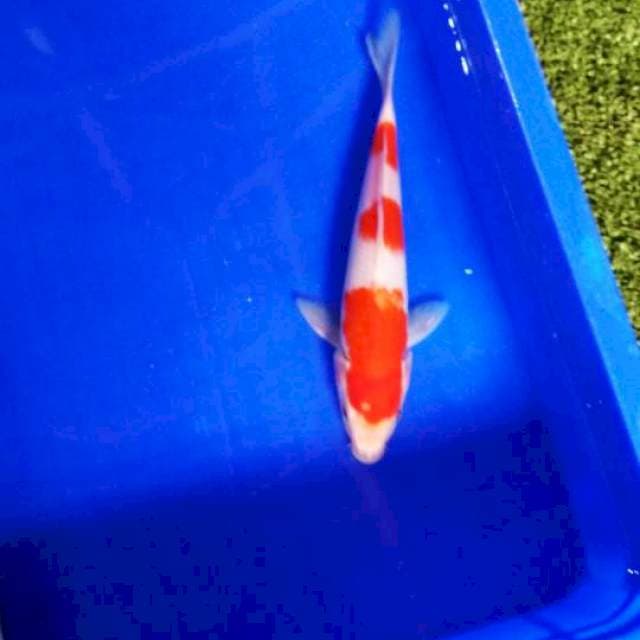 Kohaku
