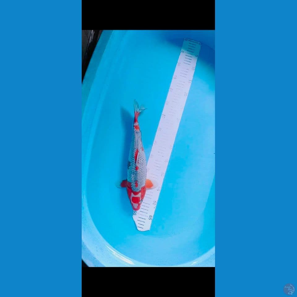Maruten sabikoyo