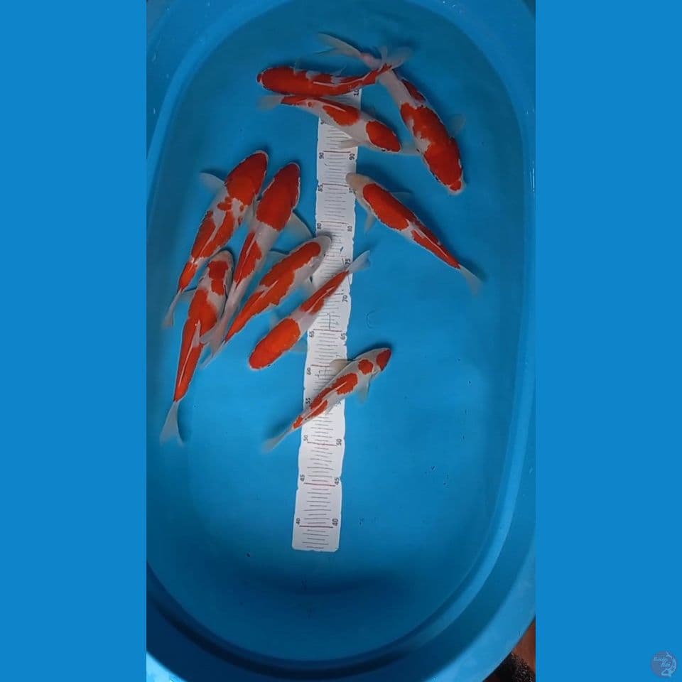 paket kohaku 23-30 cm