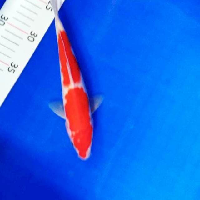 Kohaku HQ 22 cm