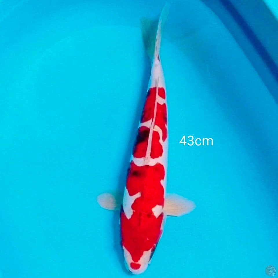 benikiko 43cm