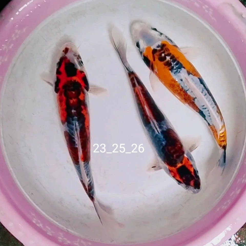 kikuokuryu 23_25_27cm