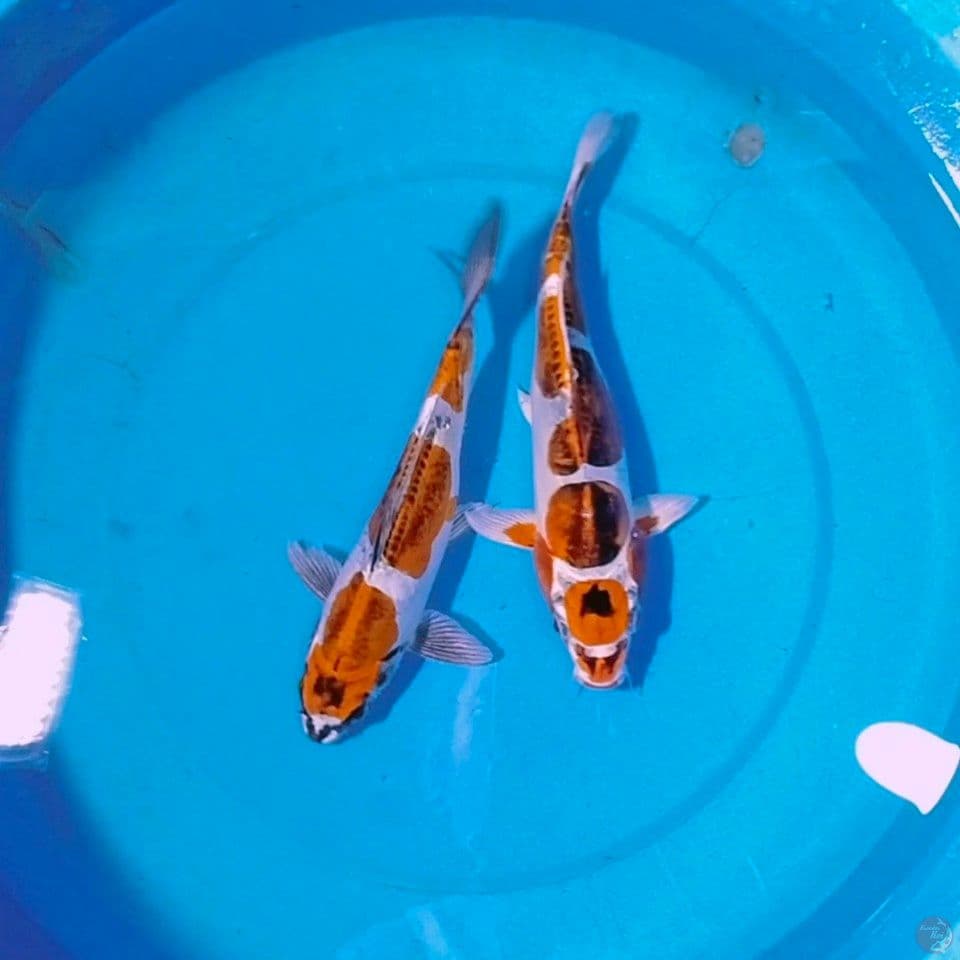 kikoreo 25cm