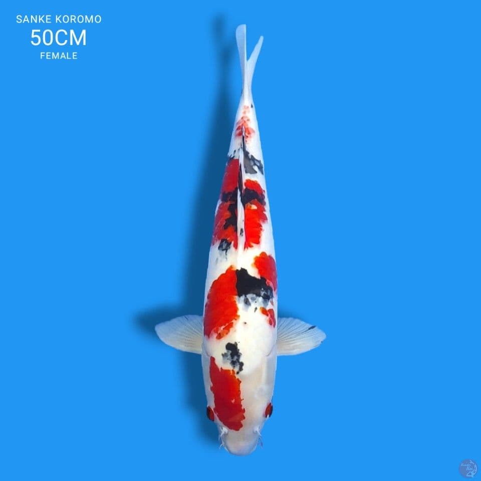 sanke koromo 50cm