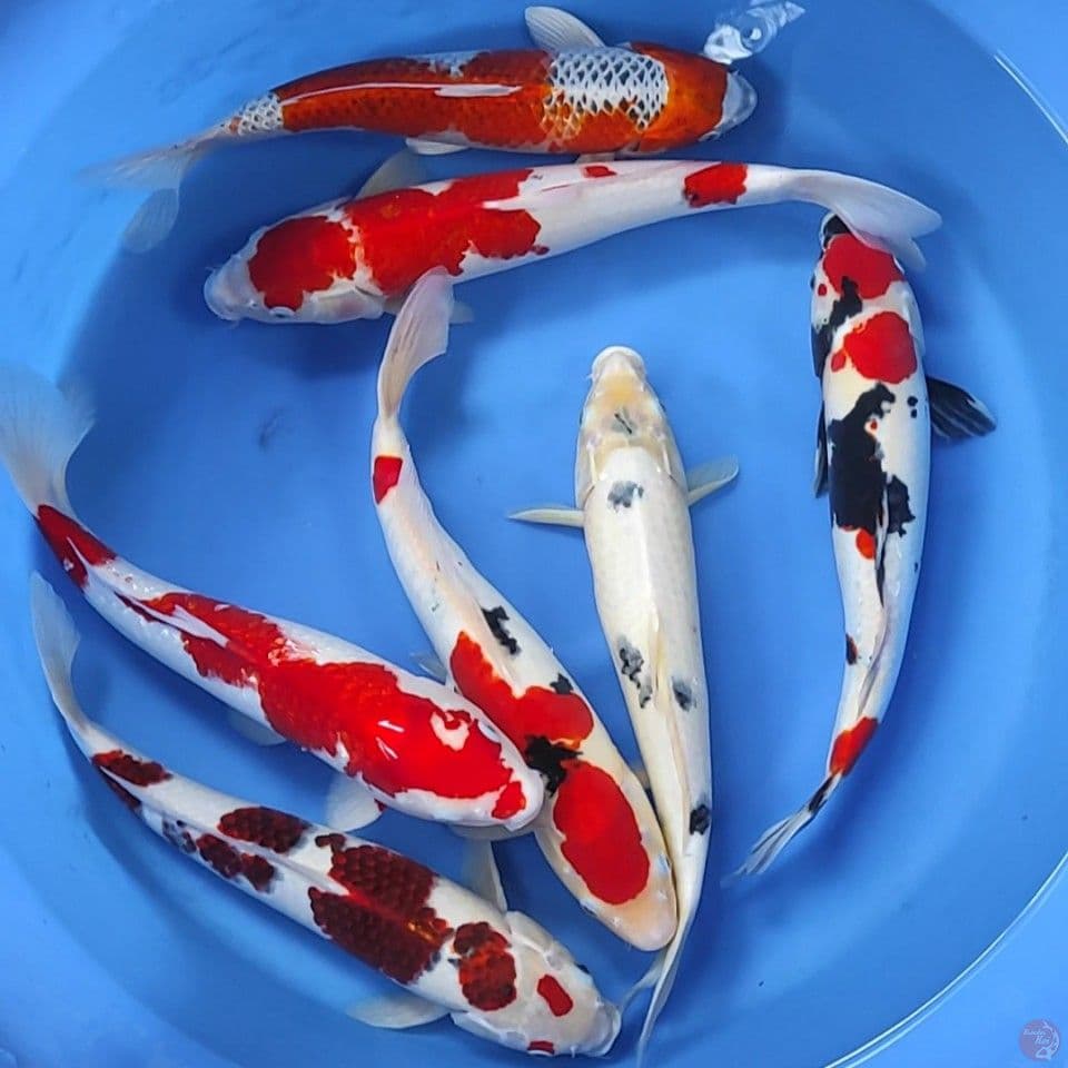 Paket mix pemanis kolam 40-45cm