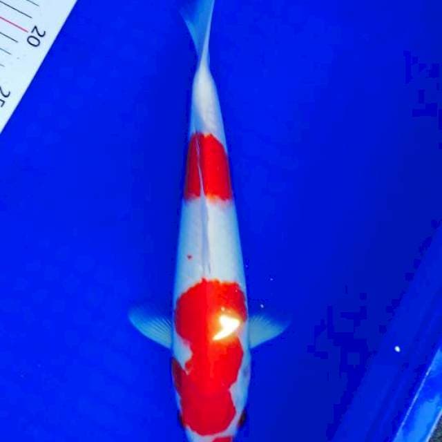 Kohaku, 30 cm