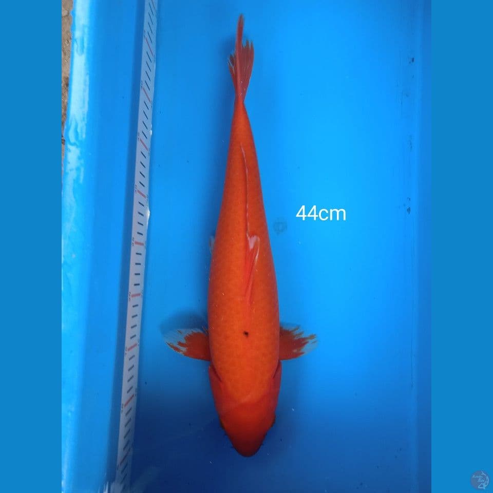 benigoi 44cm F