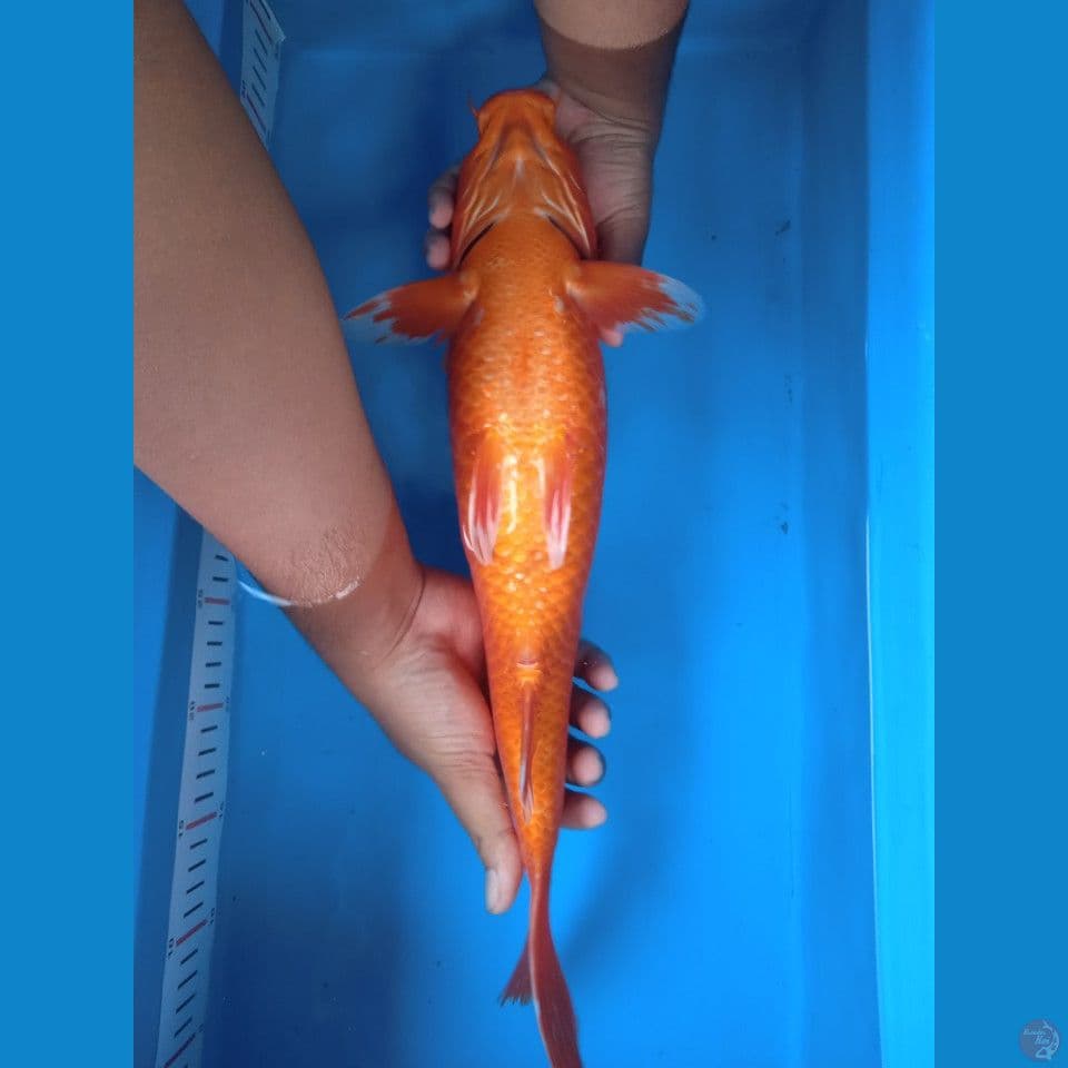 benigoi 44cm F