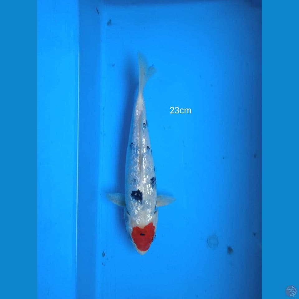 tancho sanke ginrin 23cm