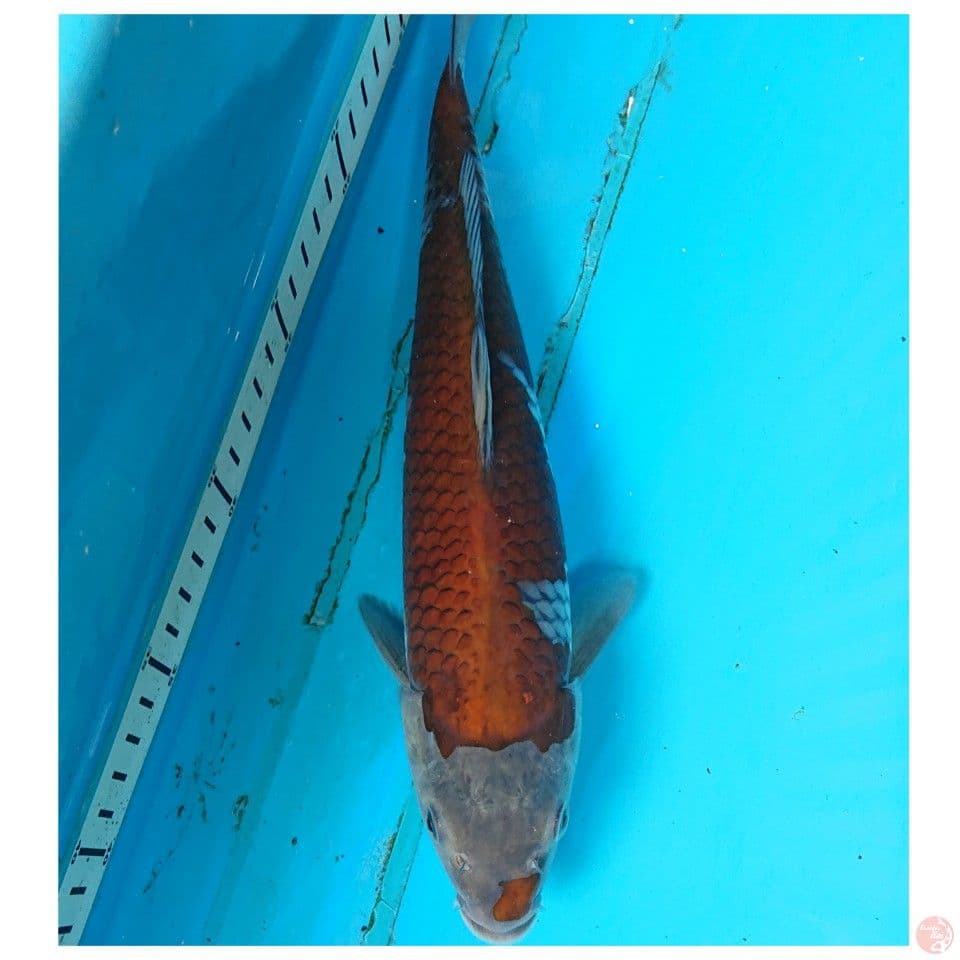OCHIBA 31 CM