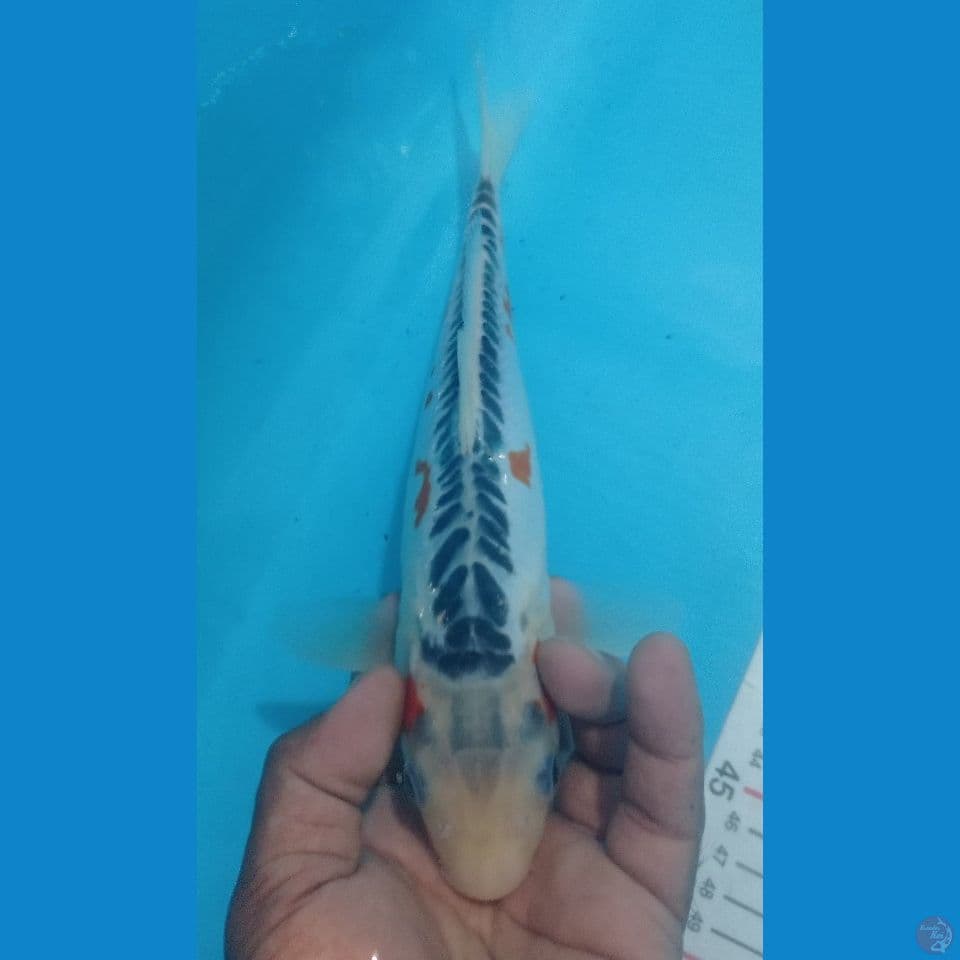 SUSUI 30CM