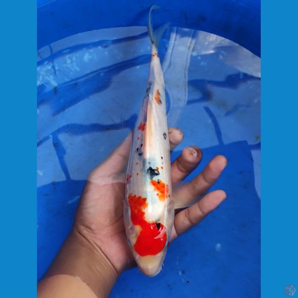 tategoi Sanke 29 cm