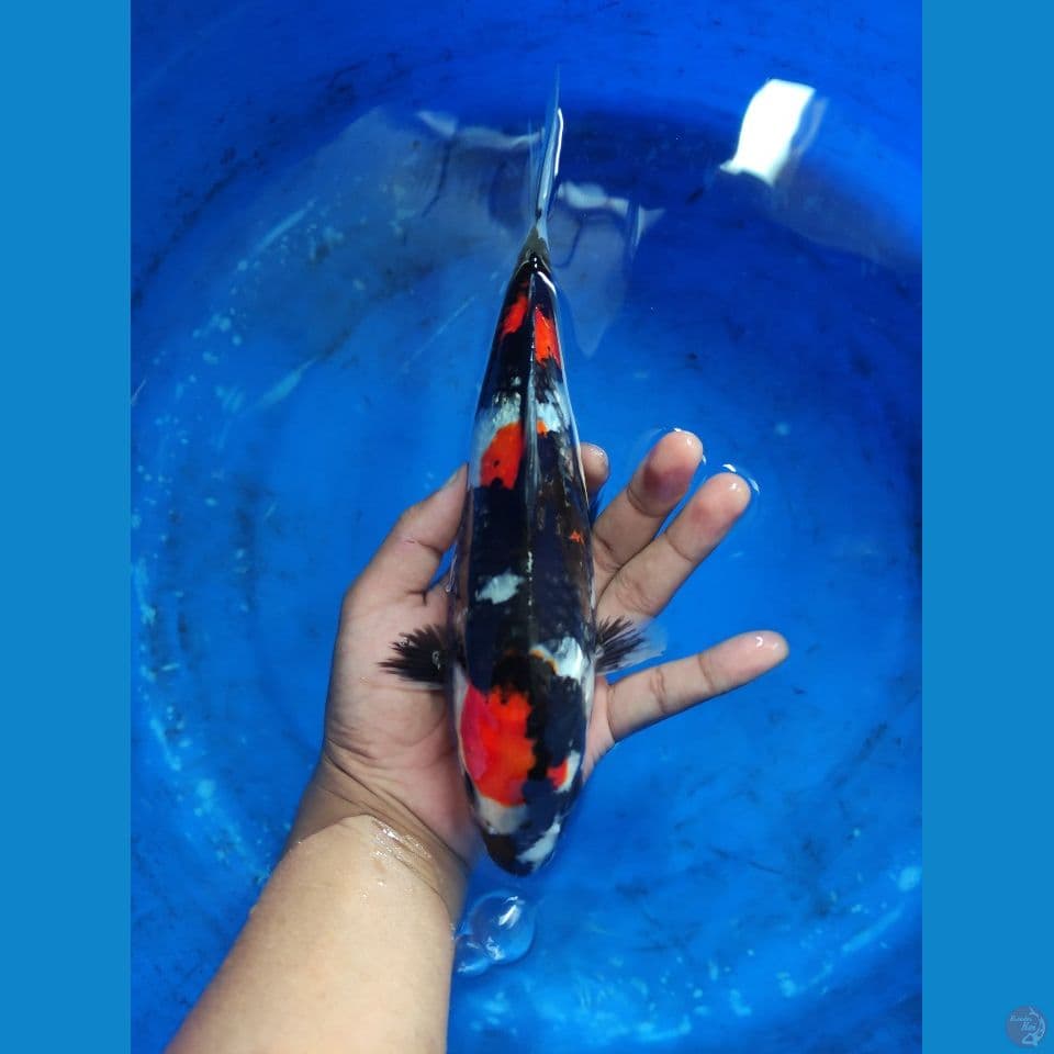 Showa 28 cm