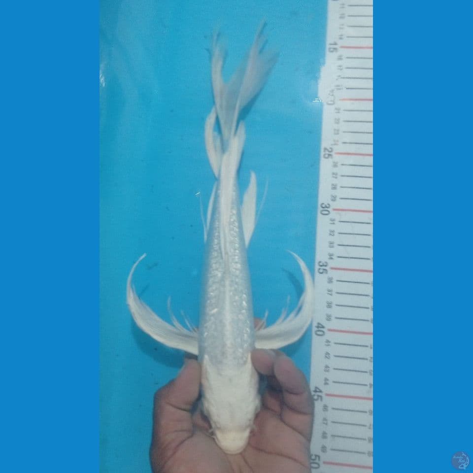 PLATINUM GINRIN 39CM