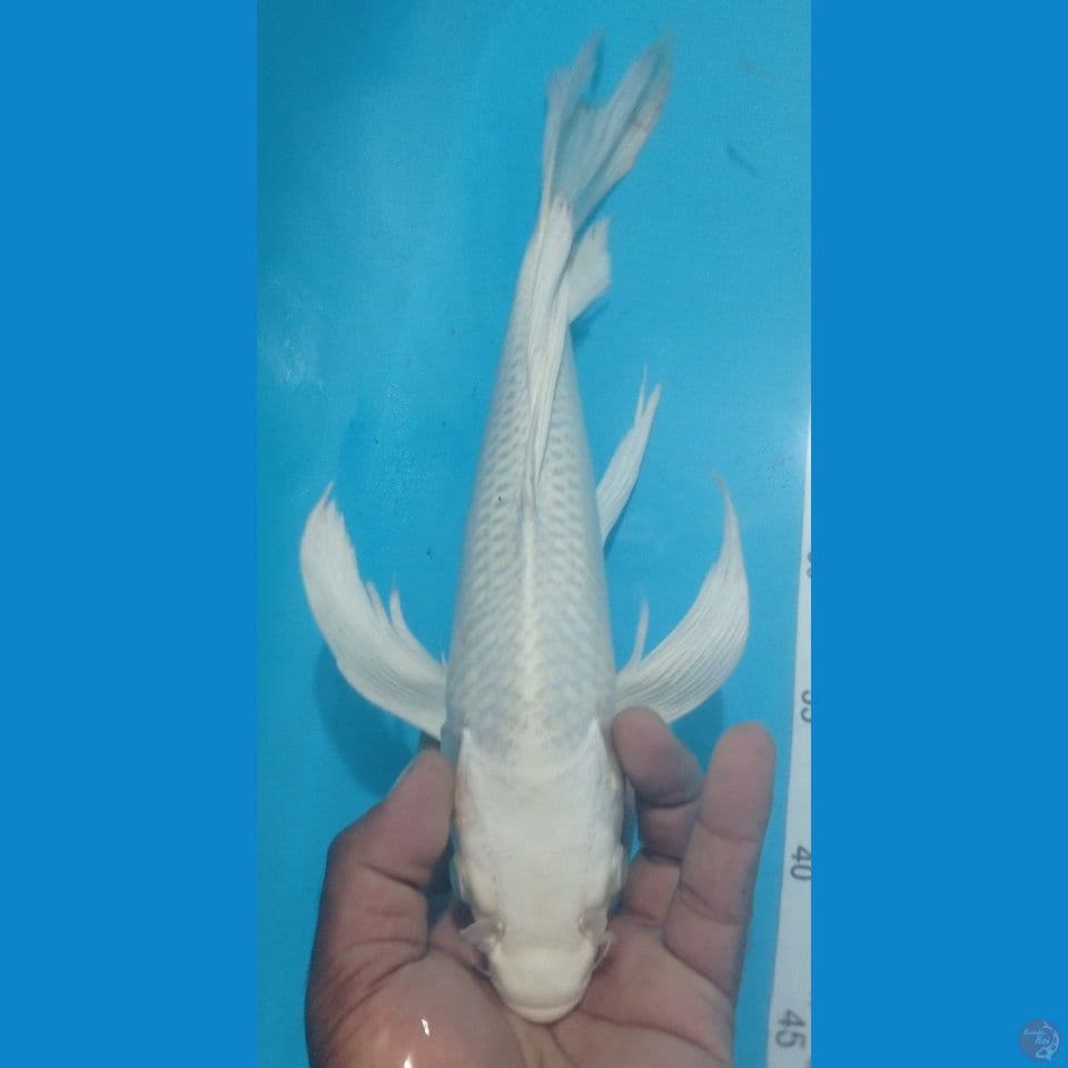PLATINUM 40CM