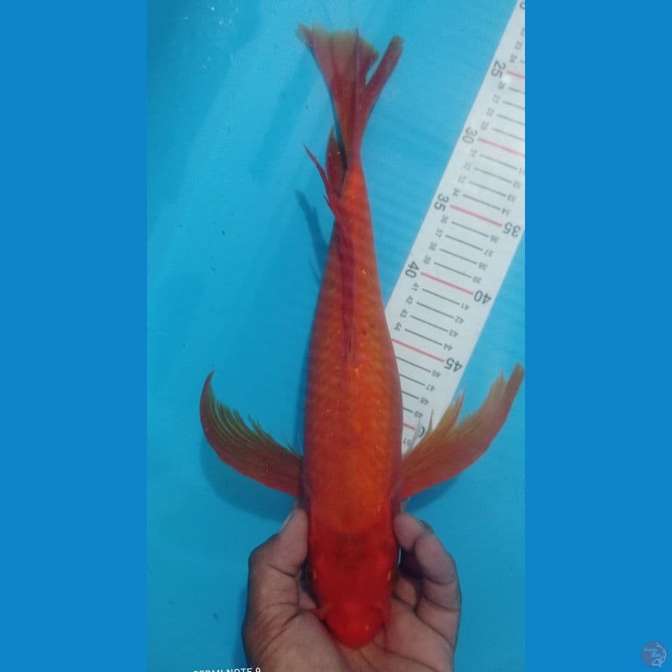 KUMPAY 42CM