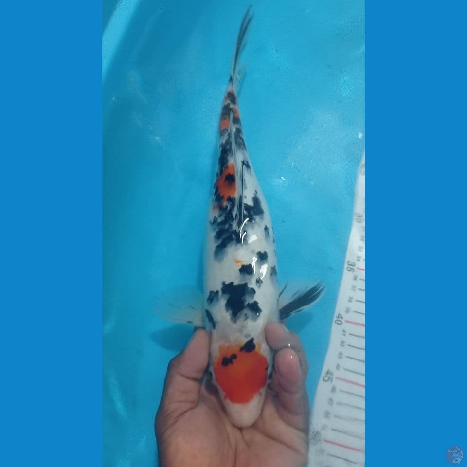 SANKE 35CM