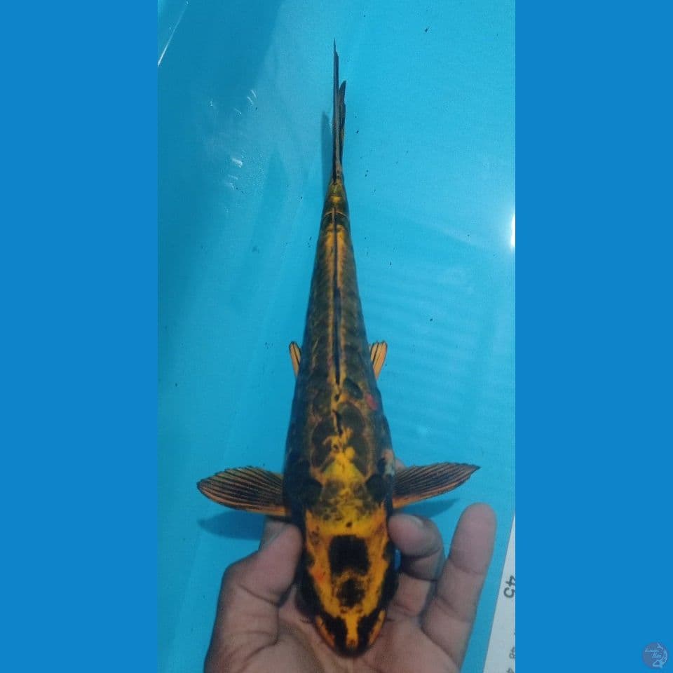 ARAGOKE 34CM