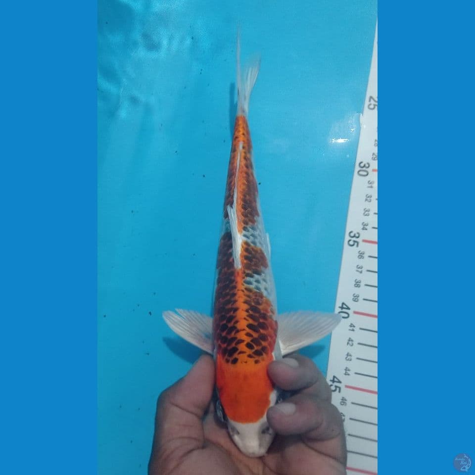 KUJAKU 30CM