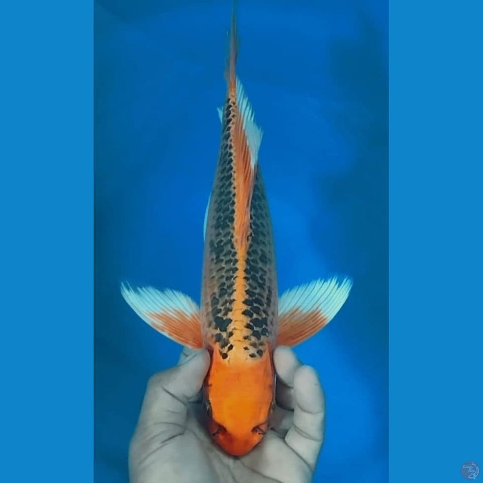 AKA MATSU 36CM