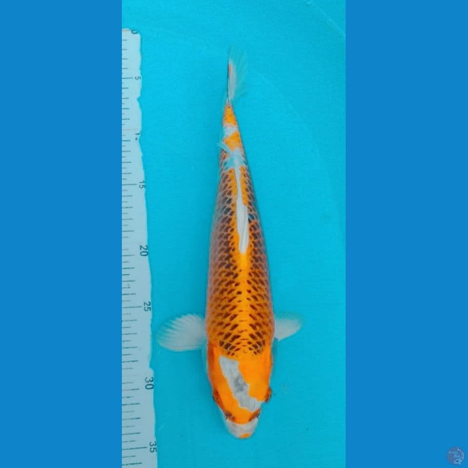 KUJAKU 30CM