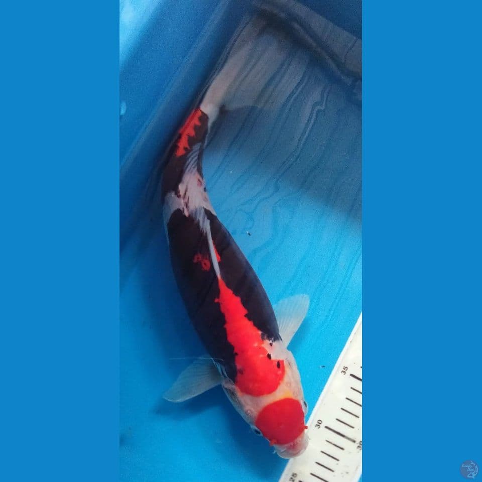 BENIKUMUNRIYU 37CM