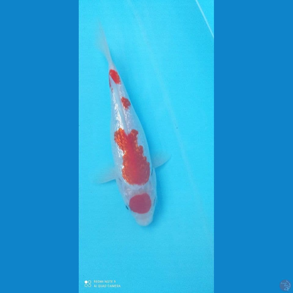 GINRIN 20CM