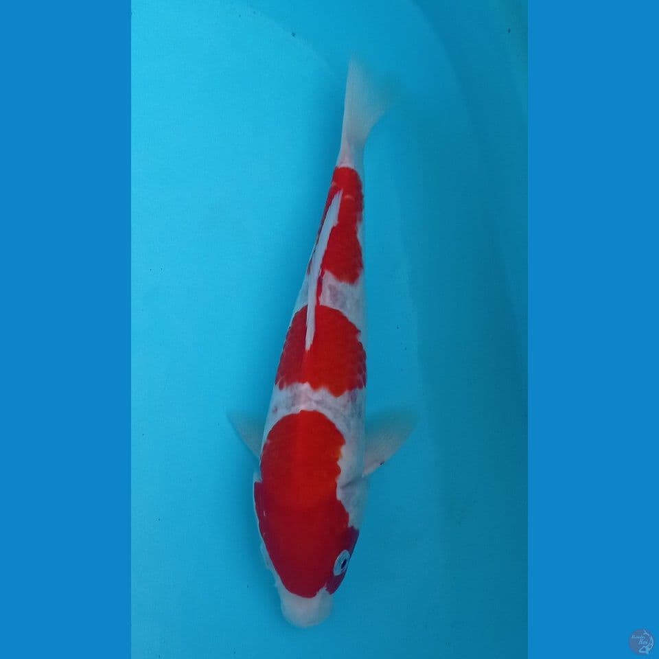 KOHAKU 30CM
