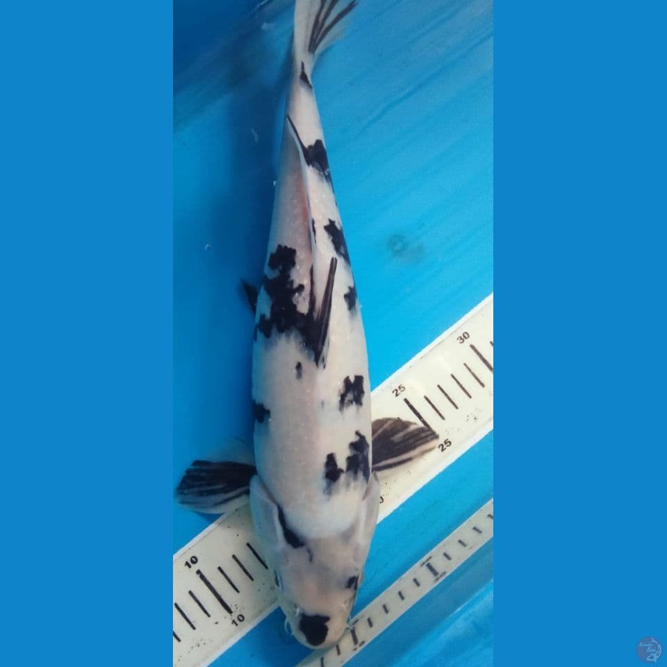 SHIRO 39CM