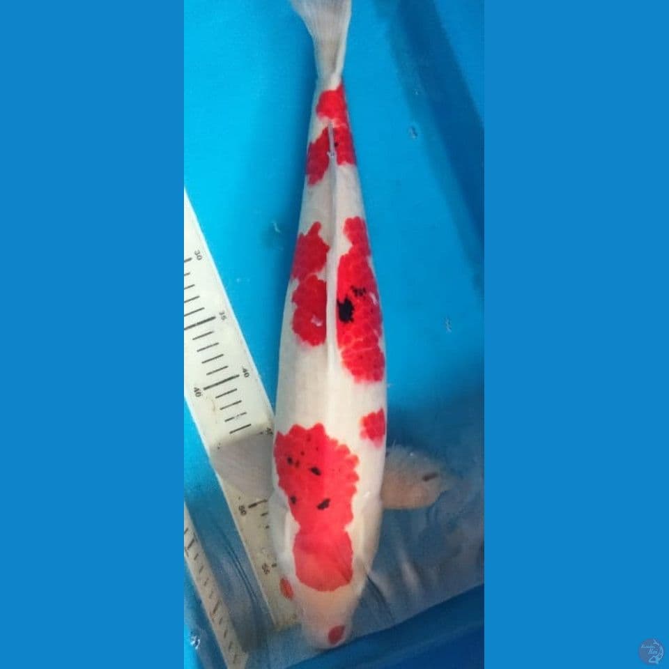 AI GOROMO 50CM