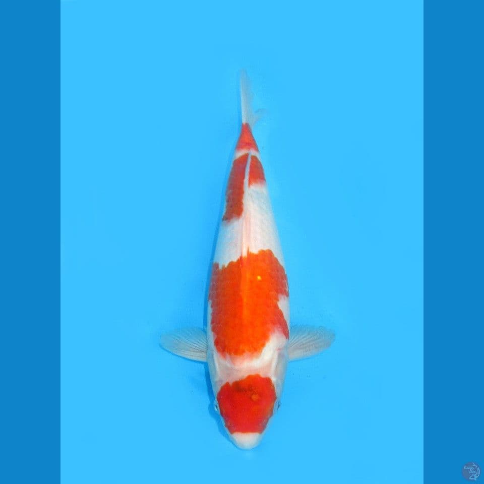 Maruten Showa, 40CM