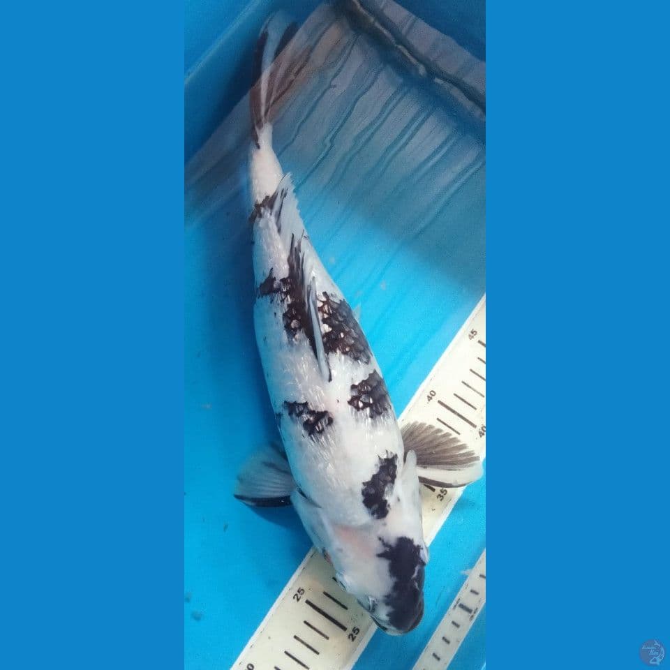 SHIRO 38CM