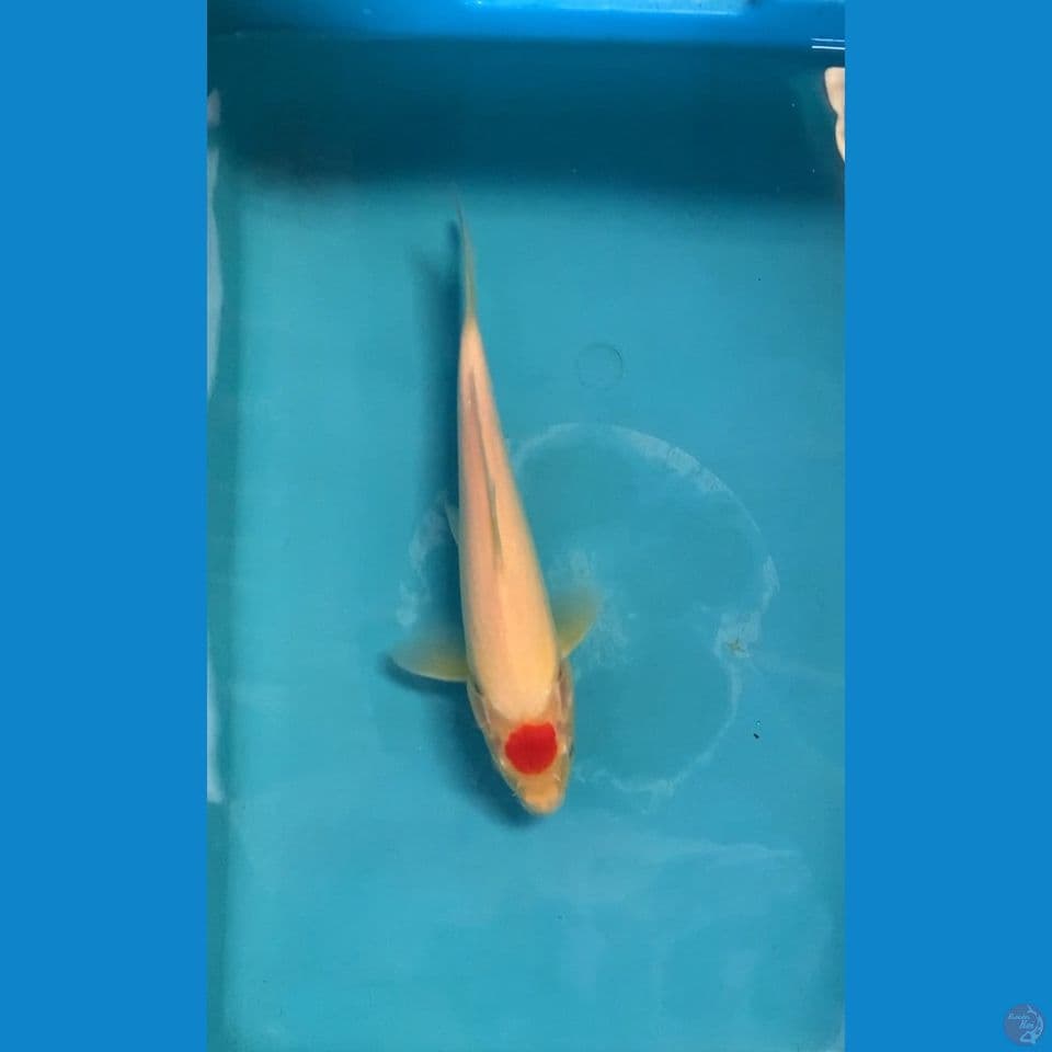 tancho kohaku ori