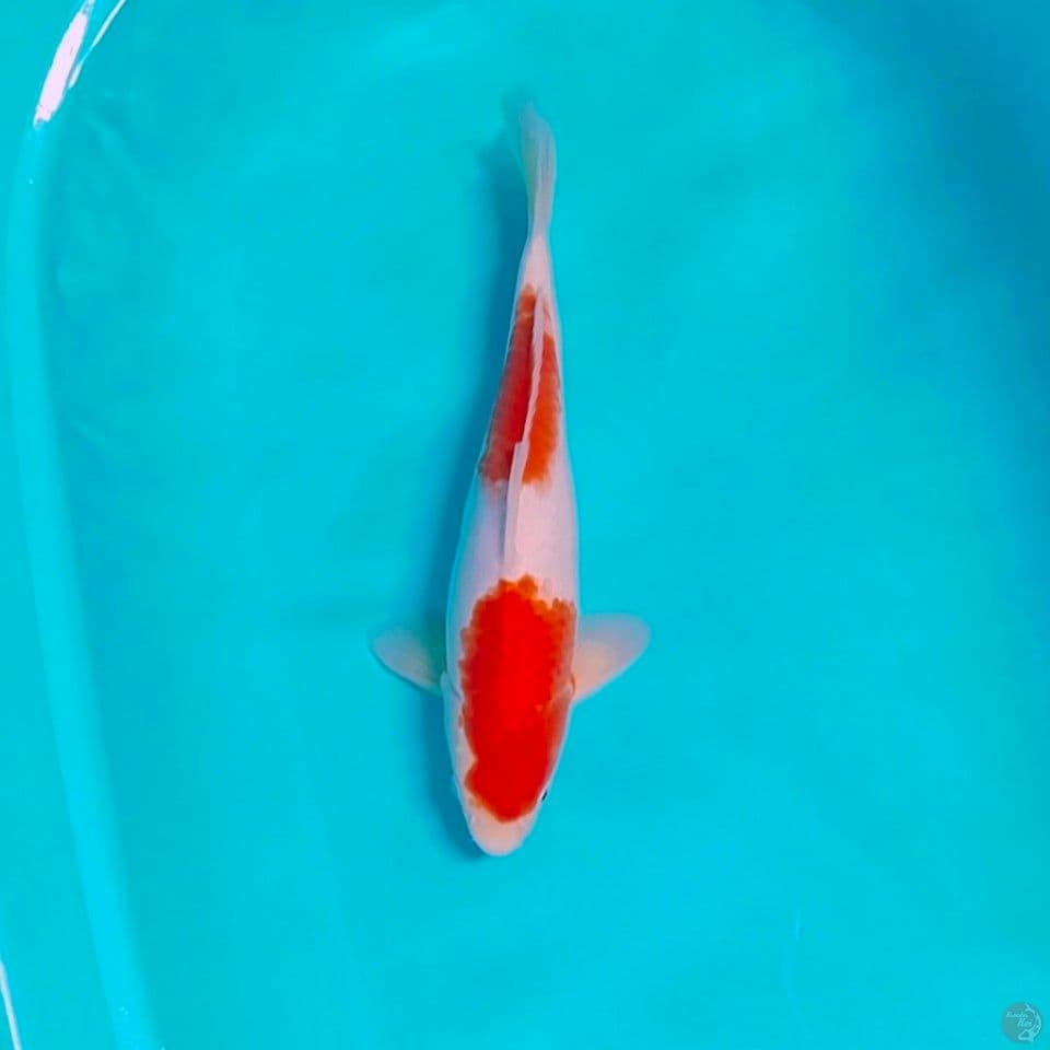 nidan kohaku male 35cm