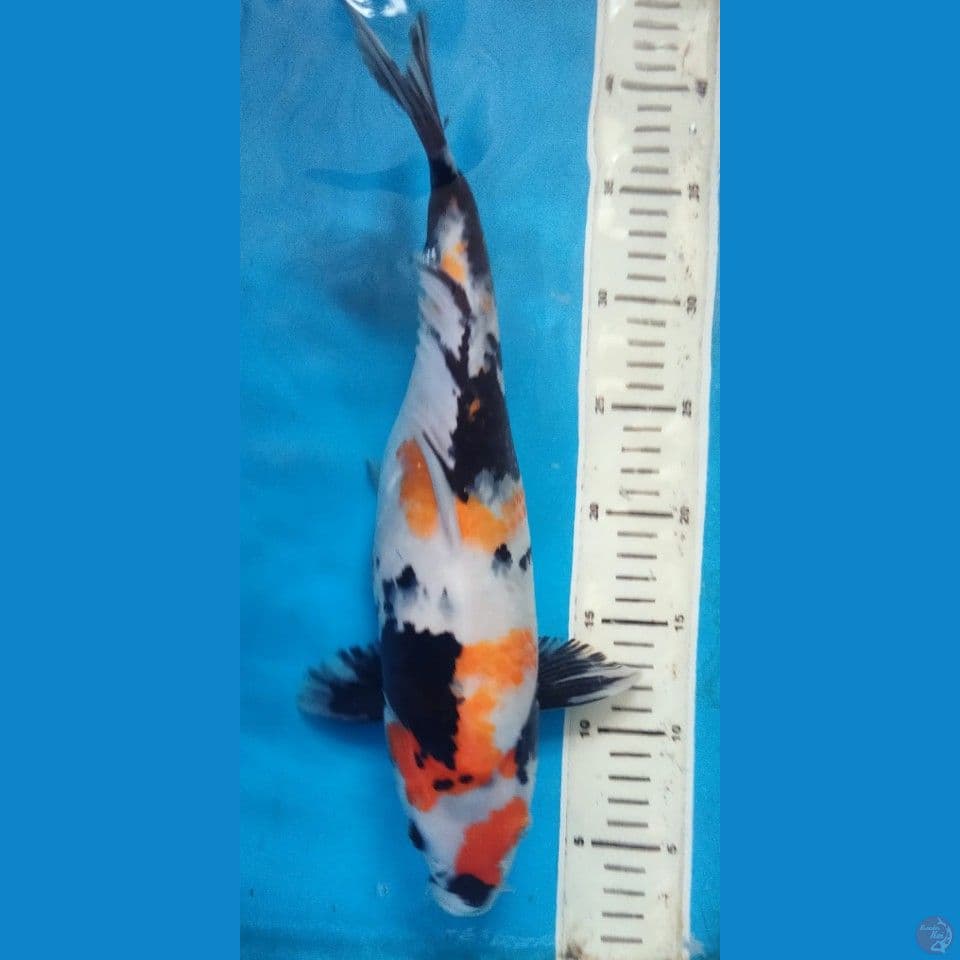 SHOWA 38CM