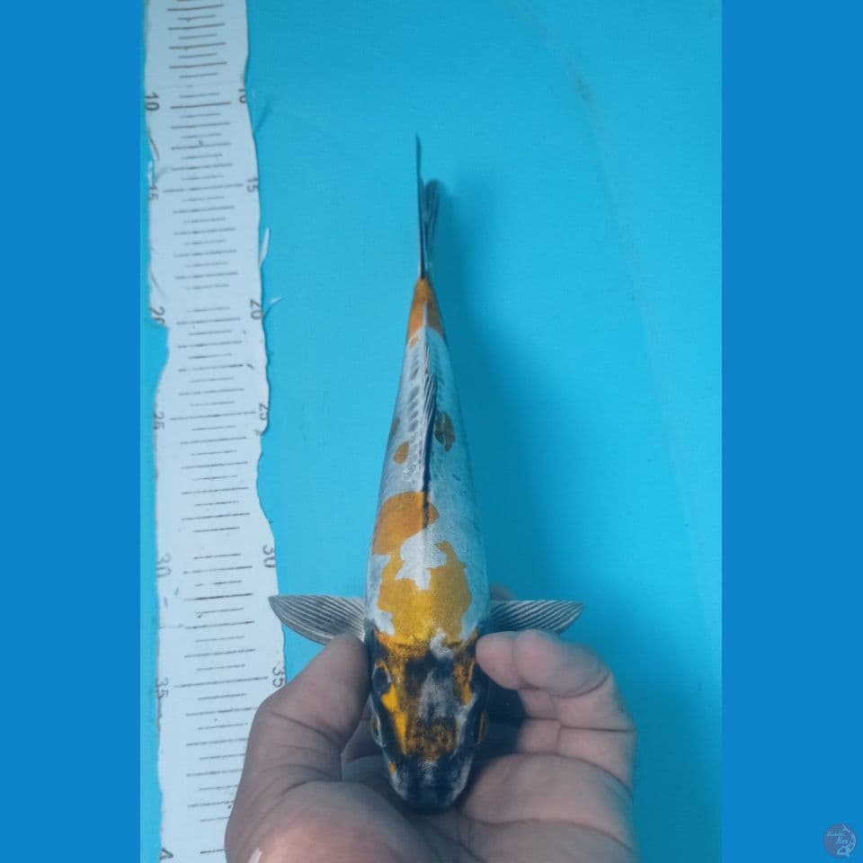 KIKO 26CM