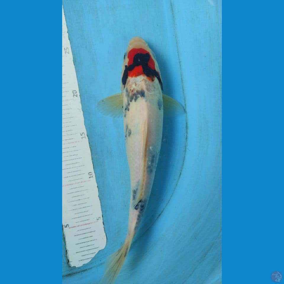 tancho 29 cm cut basah