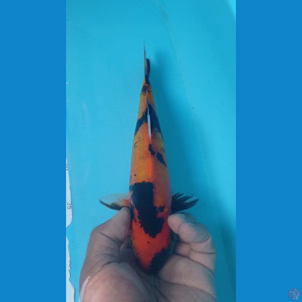 UTSURI DOIT 25CM