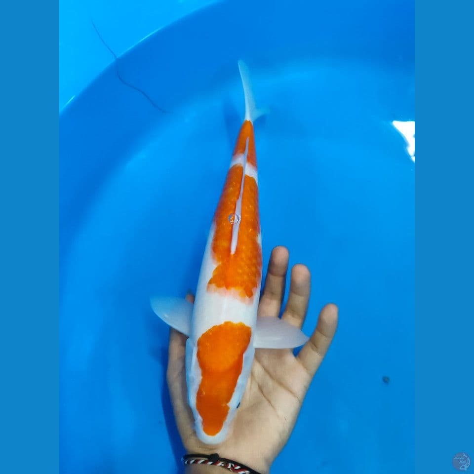 KOHAKU ~32CM