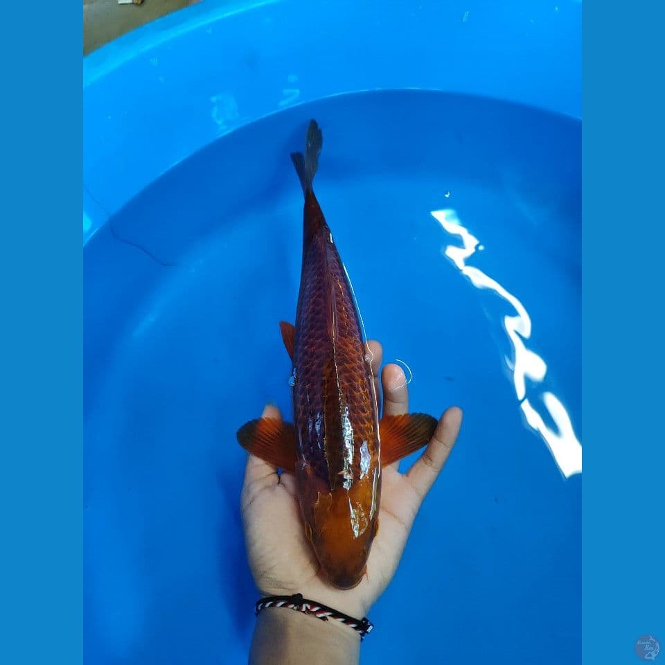 MALE ~ 35CM