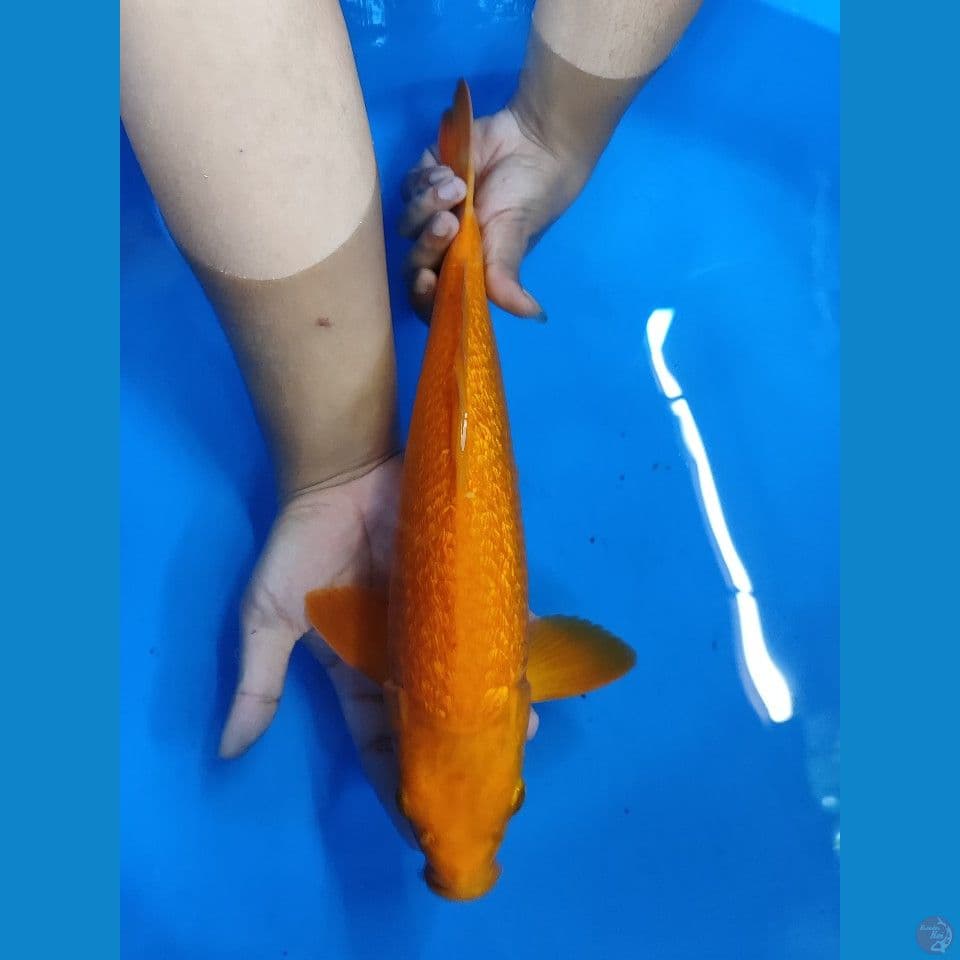 RED KARASI ~ 36CM