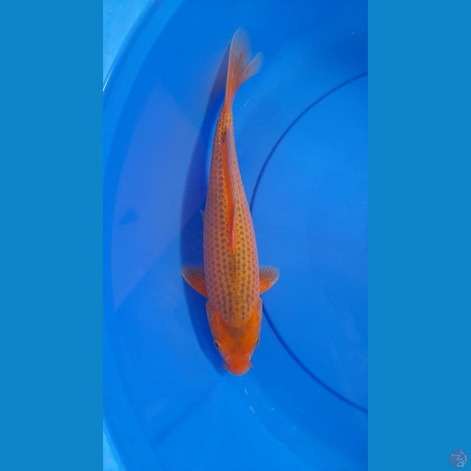 RED KARASI X ASAGI