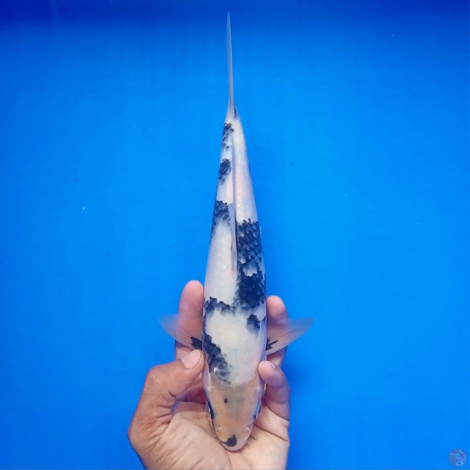 SHIRO 28CM