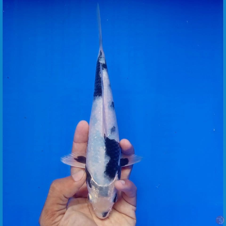SHIRO MOTOGORO 26CM