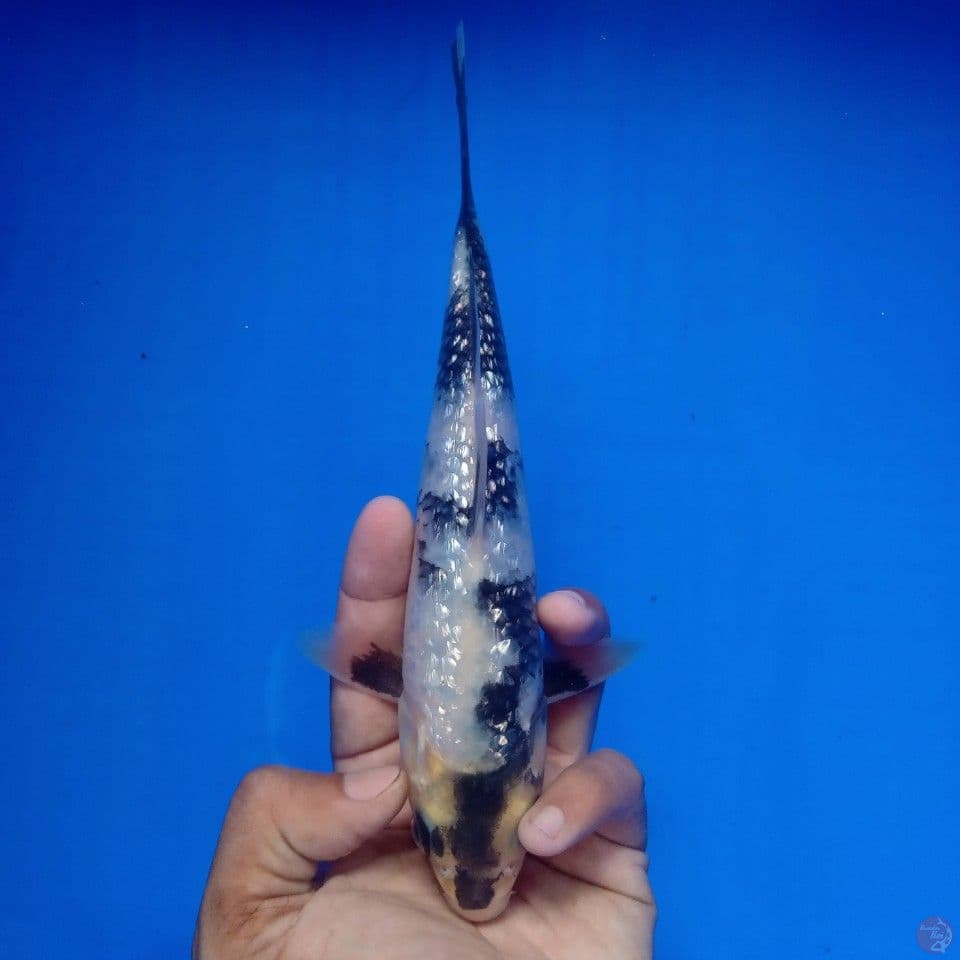 SHIRO GINRIN 24CM
