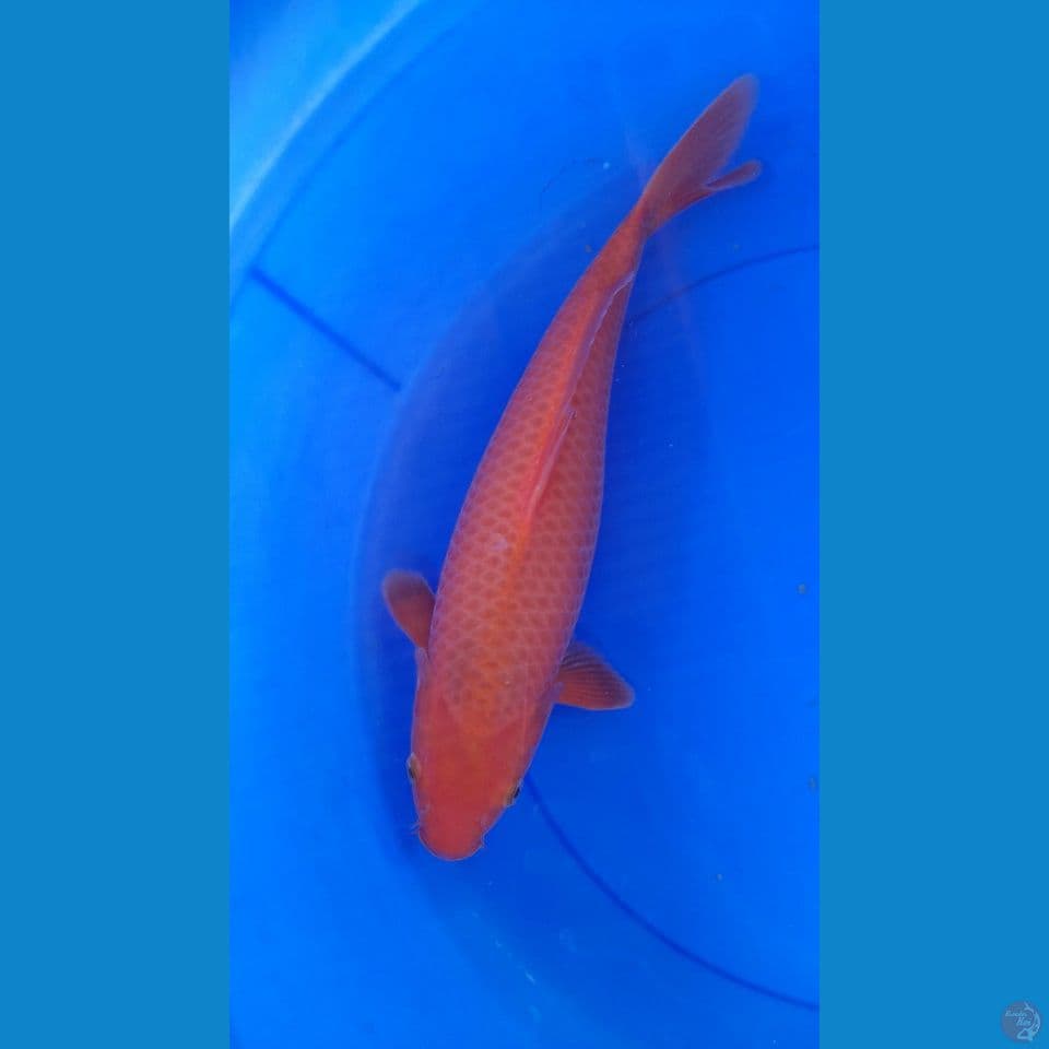 37cm Red karasi